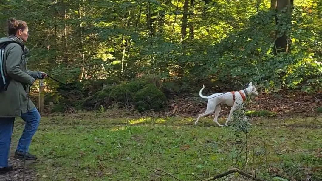 Speurtraining met een podenco